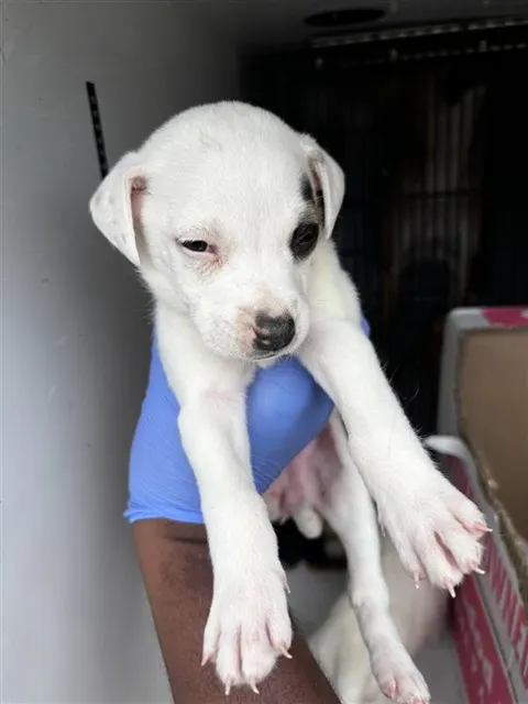 Adoptable Dog