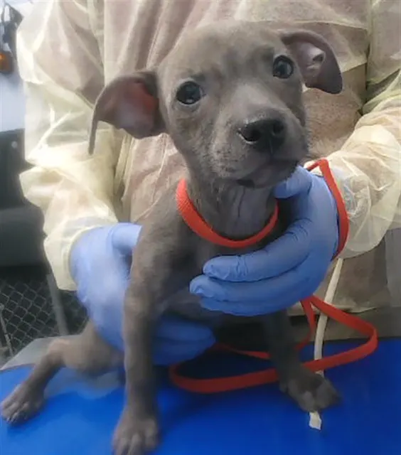Tiny