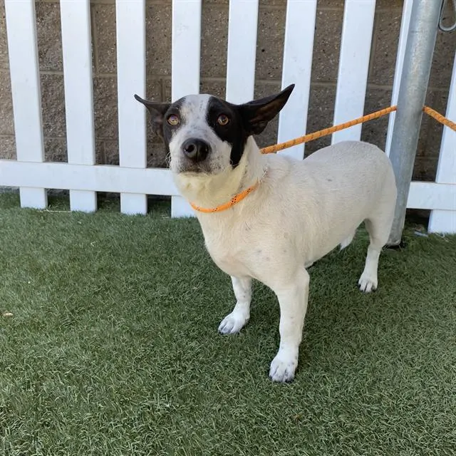 Adoptable Dog