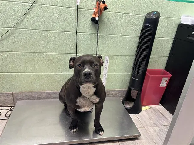 Archie