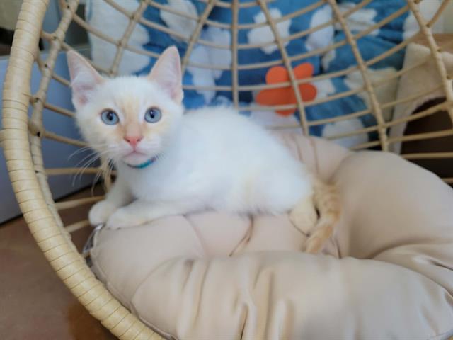 Prince