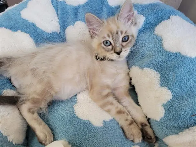 Dobby
