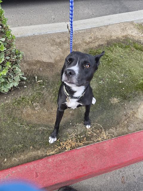 Adoptable Dog