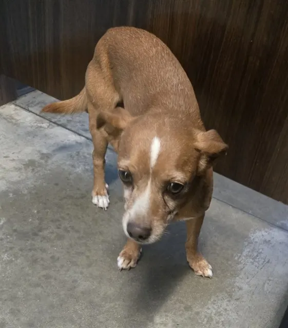 Adoptable Dog