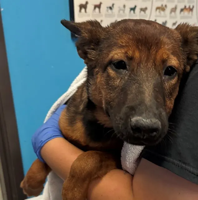 Adoptable Dog