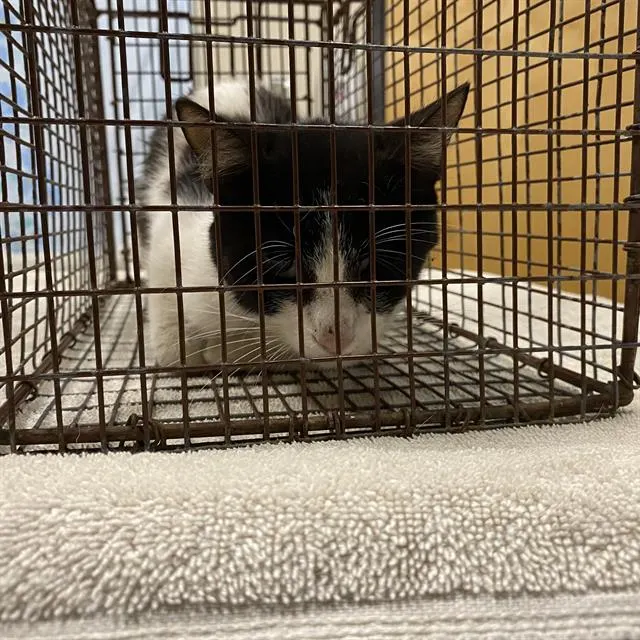 Adoptable Cat
