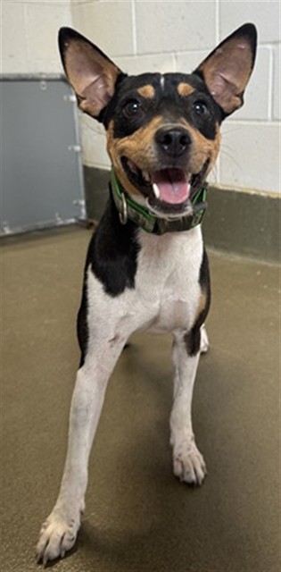 Adoptable Dog