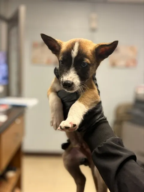 Adoptable Dog