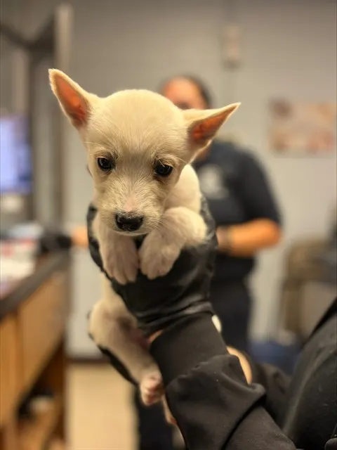 Adoptable Dog