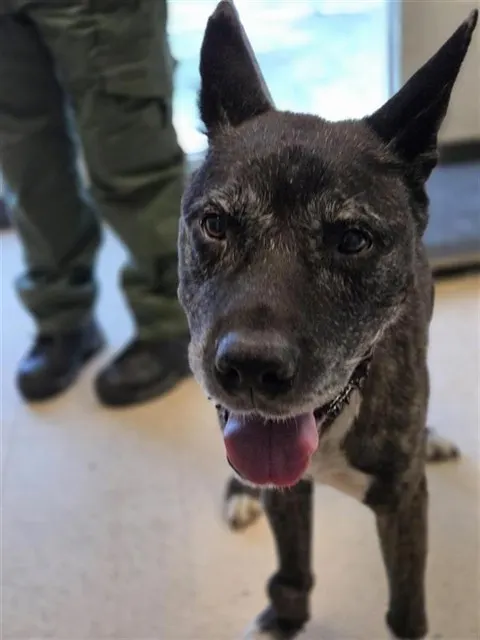 Adoptable Dog