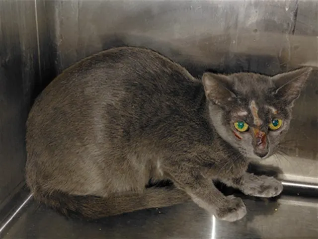 Adoptable Cat