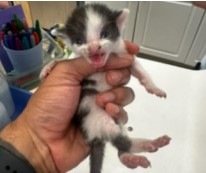 Pip