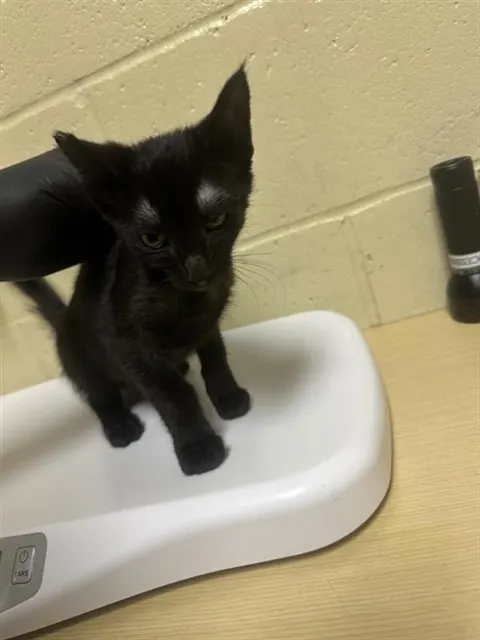 Pootin Pop