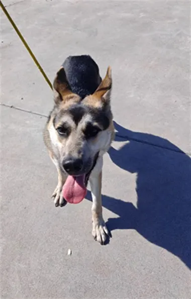 Adoptable Dog