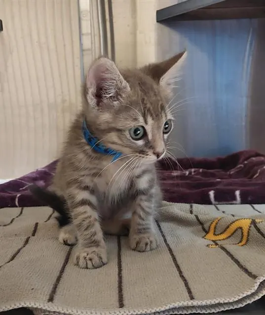 Adoptable Cat