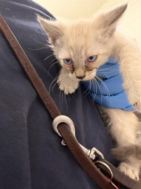 Adoptable Cat