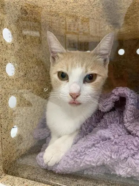 Adoptable Cat