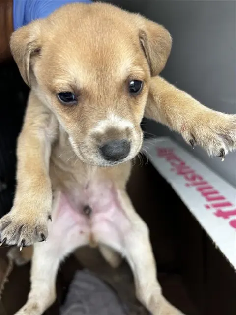 Adoptable Dog