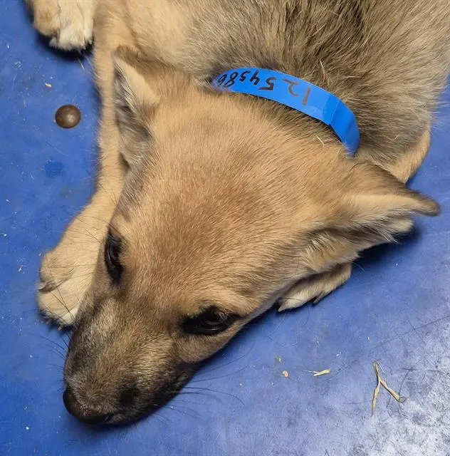 Pup 1