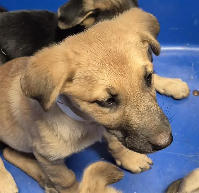 Pup 2