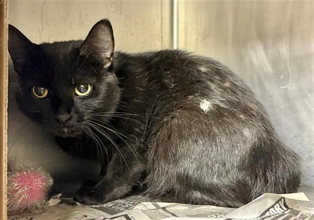 Adoptable Cat
