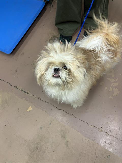 Adoptable Dog