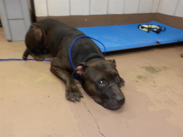 Adoptable Dog