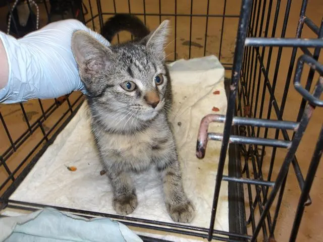 Adoptable Cat