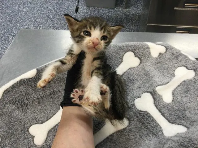Adoptable Cat