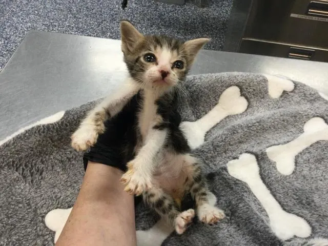 Adoptable Cat