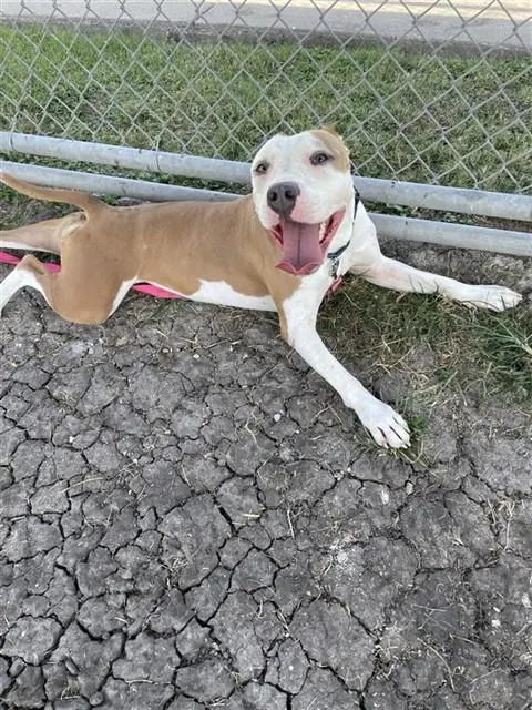 Crazy Girl "Firecracker"