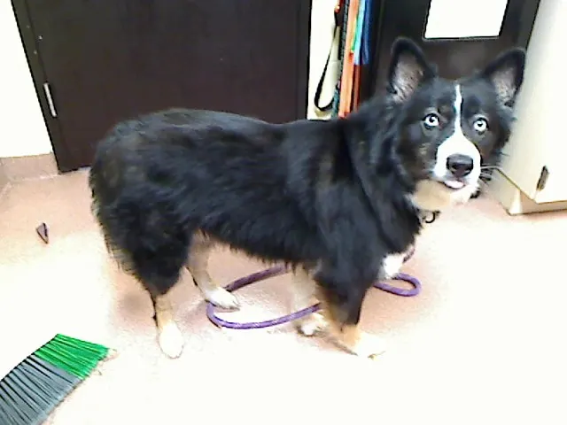 Lila