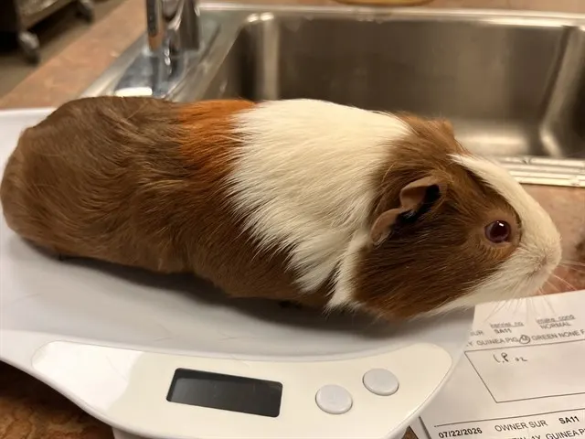 Einstein