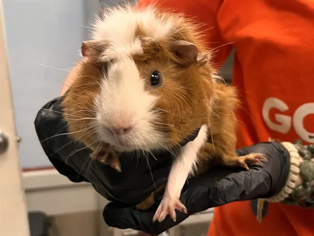 Albert