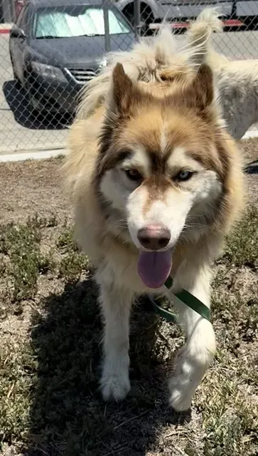 Diego