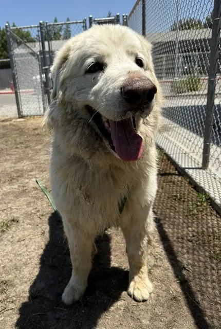 Clifford