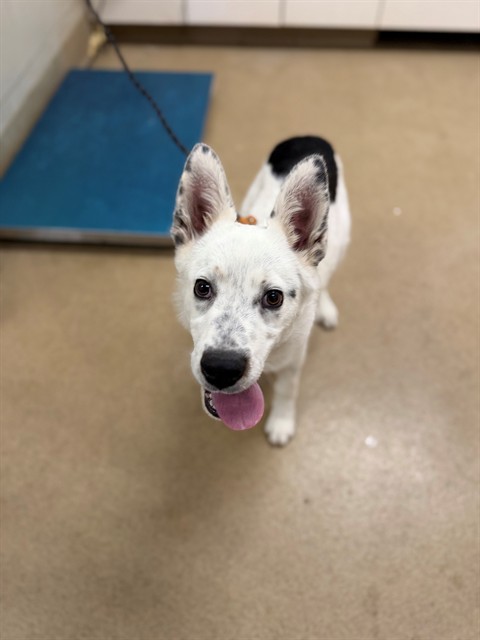 Adoptable Dog