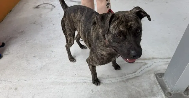 Raja