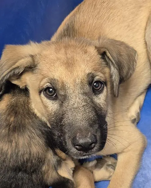 Pup 3