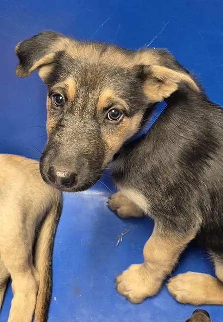Pup 4