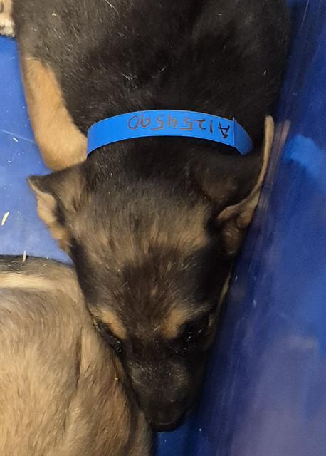 Pup 5