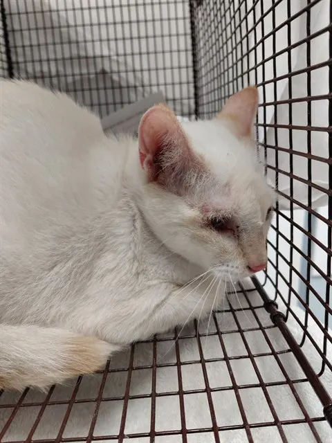 Adoptable Cat