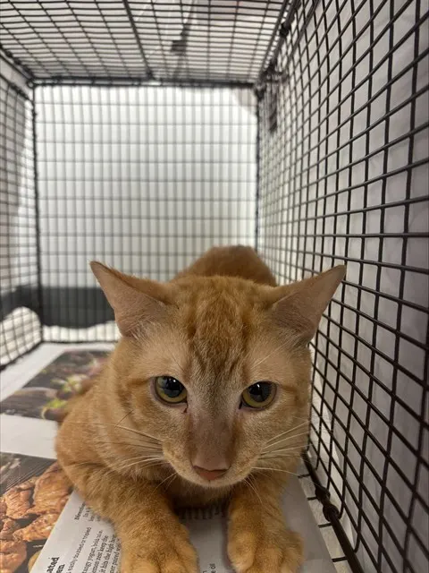 Adoptable Cat