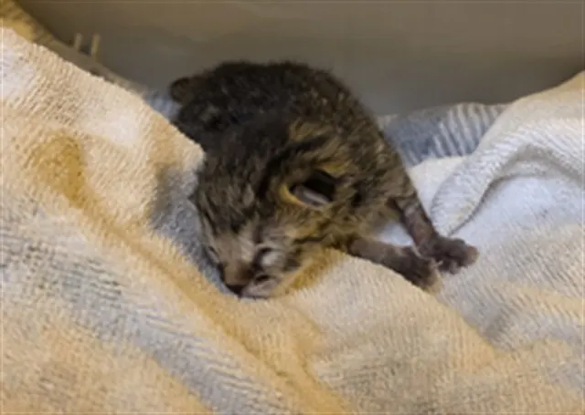 Adoptable Cat