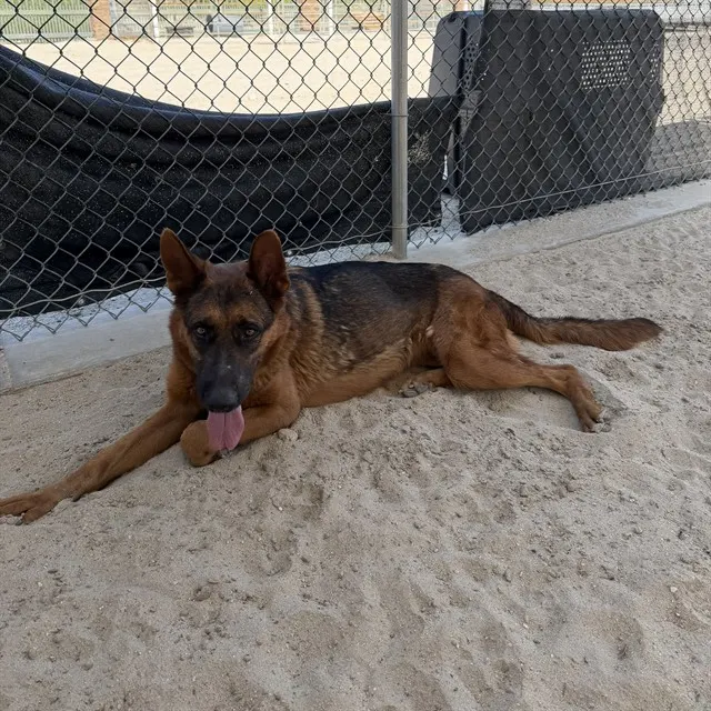Cali
