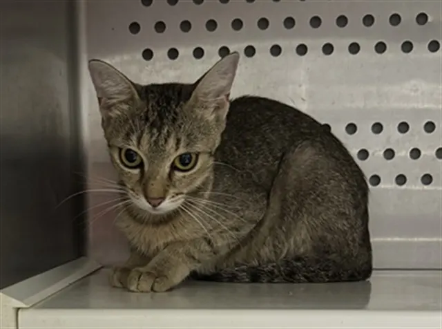 Adoptable Cat
