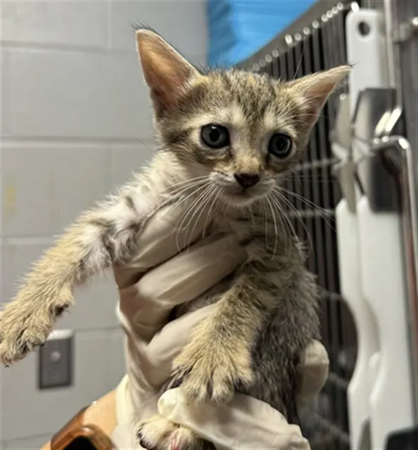 Adoptable Cat