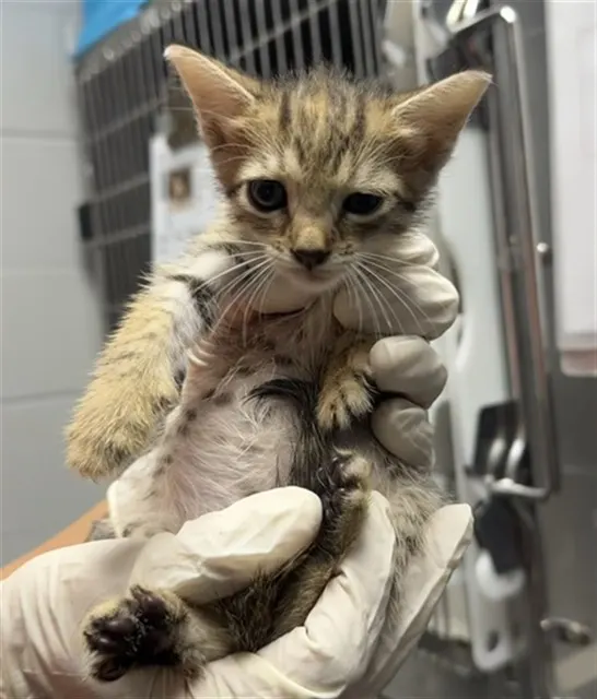 Adoptable Cat