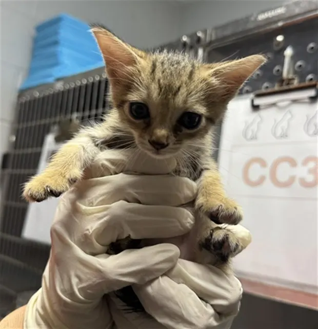 Adoptable Cat