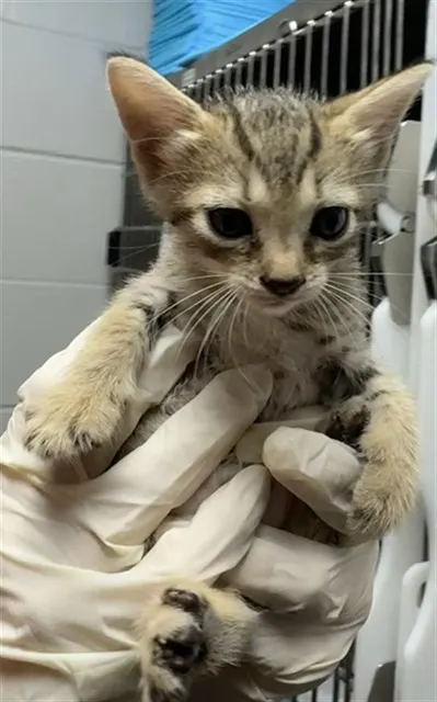 Adoptable Cat